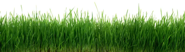 Zielona trawa, 67 megapikseli panoramy bezszwowe dachówka dachówka powtarzania na białym tle — Zdjęcie stockowe