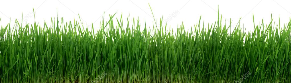 Green Grass 67 Megapixel Panorama Seamless Tile Tiling Repeating Isolated