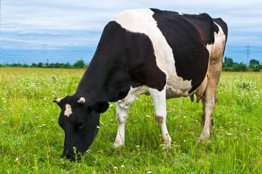 Cow grazing in fresh pasture clipart