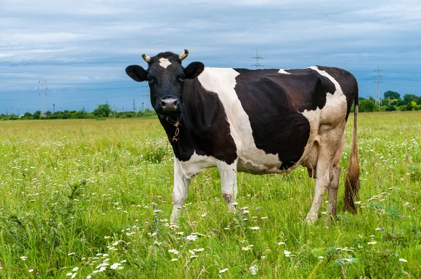 Retrato de vaca blanca y negra mirando a la cámara — Foto de Stock