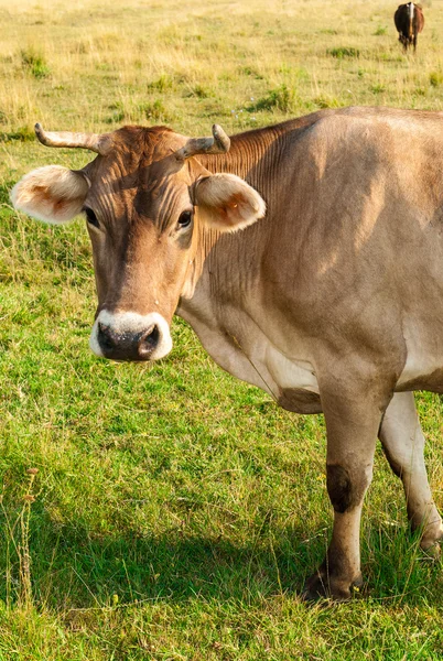 Vaca marrón mirando a la cámara — Foto de Stock