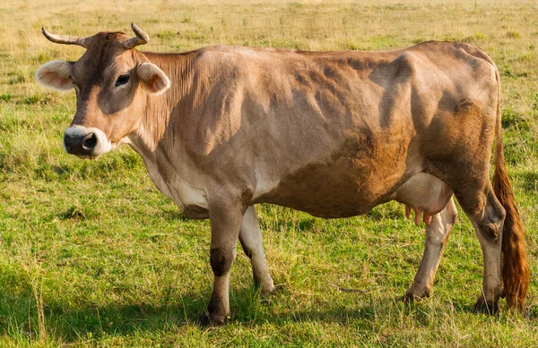 Ruskea lehmä tuijottaa tuoretta laidunta — kuvapankkivalokuva