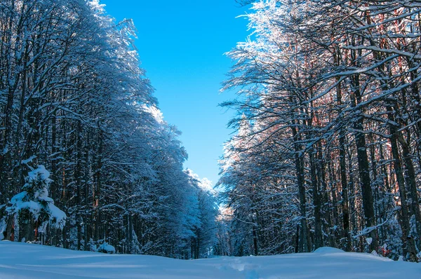 Forest path in the winter time with a blue sky above — Stock Photo, Image