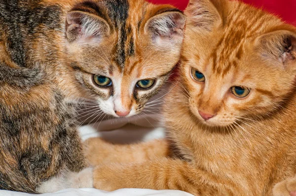 Curiosos y enfocados gatitos jóvenes —  Fotos de Stock