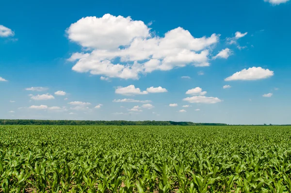 Зеленое поле кукурузы под летним солнцем — стоковое фото