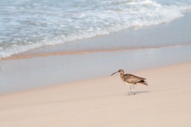 bir sahil üzerinde kum kuşu