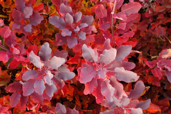 Пурпурная осень — стоковое фото