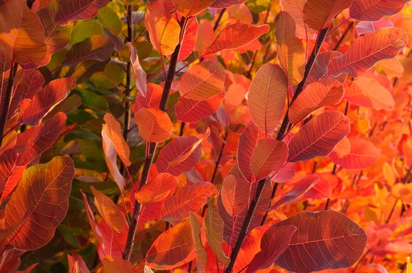 赤い秋 — ストック写真