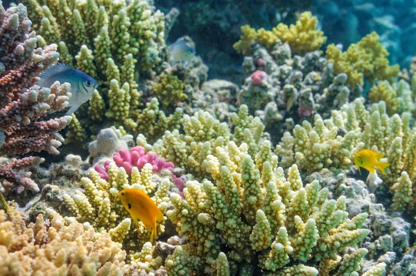 stock image Coral reef