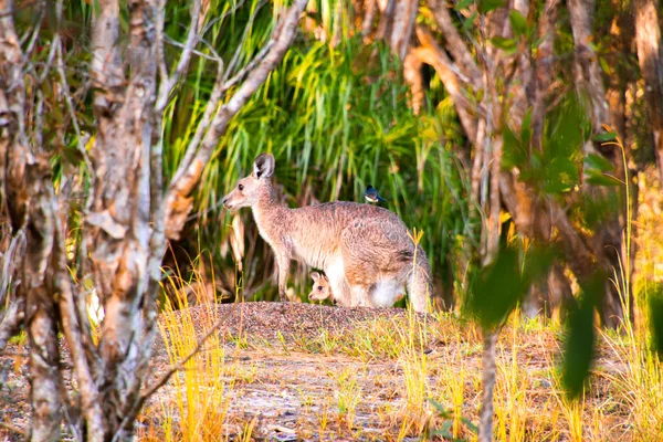 Stock image A Bird, Kangaroo and his Baby