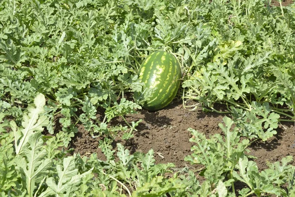 Vattenmelon växt — Stockfoto