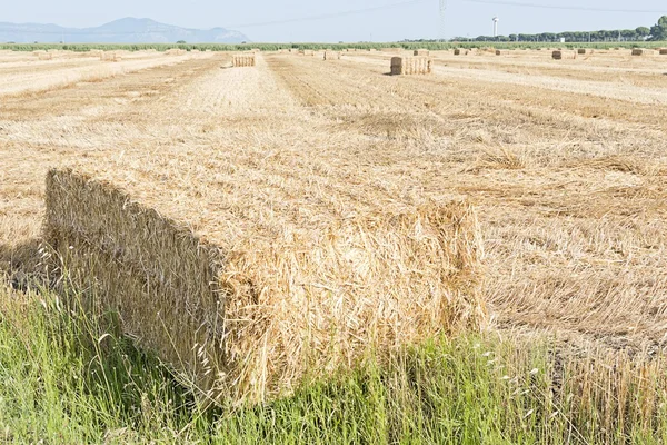 Bale of hay — Stock Photo, Image