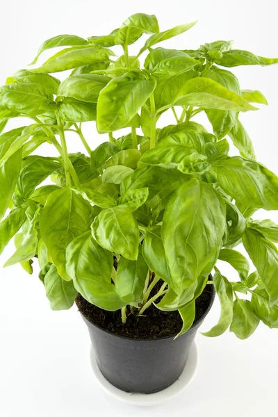 Basil plant — Stockfoto