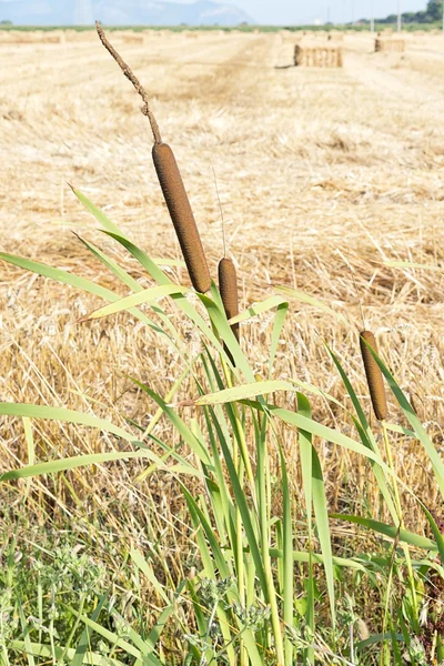 Reeds, nature — Stock Photo, Image