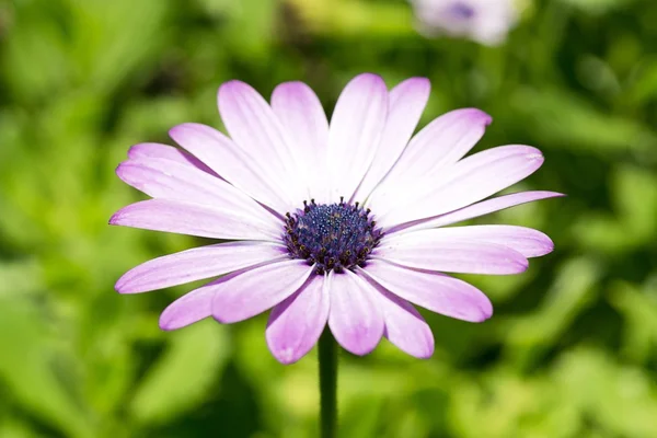Marguerite, floare — Fotografie, imagine de stoc