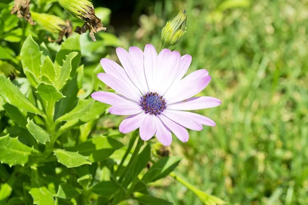 Małgorzata, kwiat — Zdjęcie stockowe