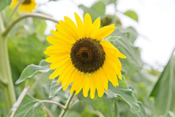 Sunflower plant — Stock Photo, Image