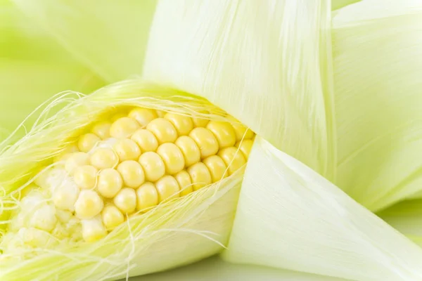 Hoja de maíz — Foto de Stock