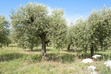 zeytin ağaçları