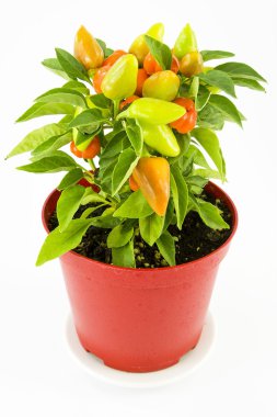 Pepper plant clipart