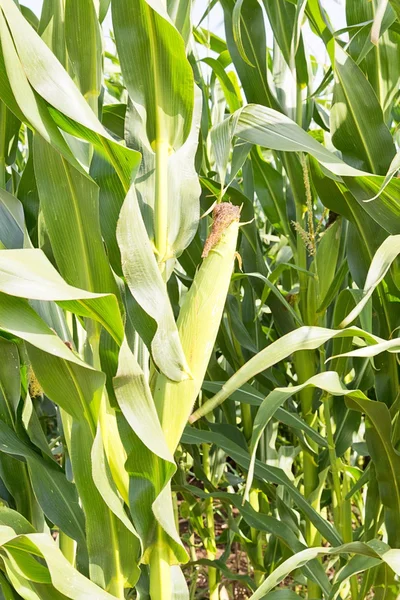 Hoja de maíz —  Fotos de Stock