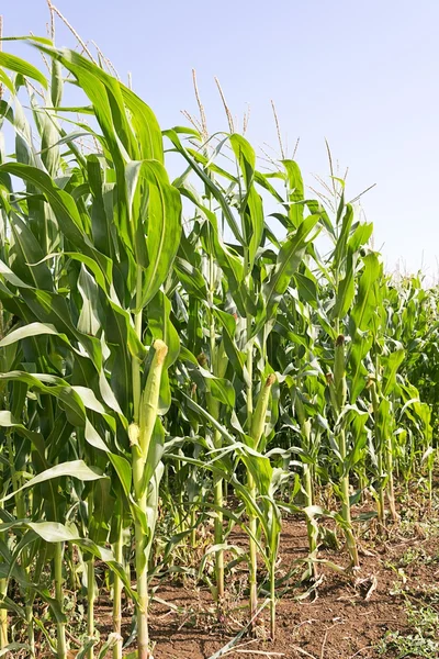 Corn plant — Stock Photo, Image