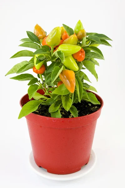 Pepper plant — Stock Photo, Image