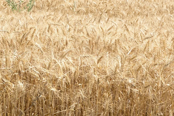 Grano de trigo —  Fotos de Stock