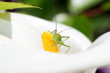 cricket çiçek