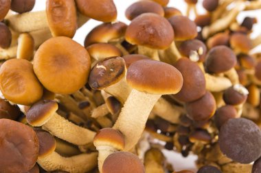 Pioppini mushrooms clipart