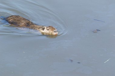 Otters in the river clipart