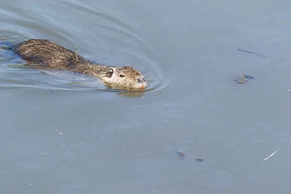 stock image Otters in the river