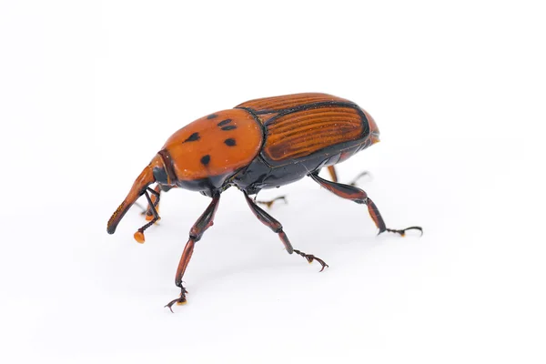 Red weevil — Stock Photo, Image