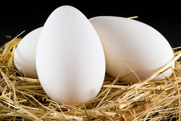 Гусиные яйца — стоковое фото