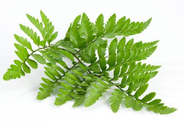 fern, yaprak