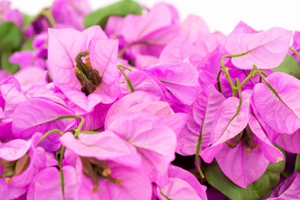 Flowering bouganville — Stock Photo, Image