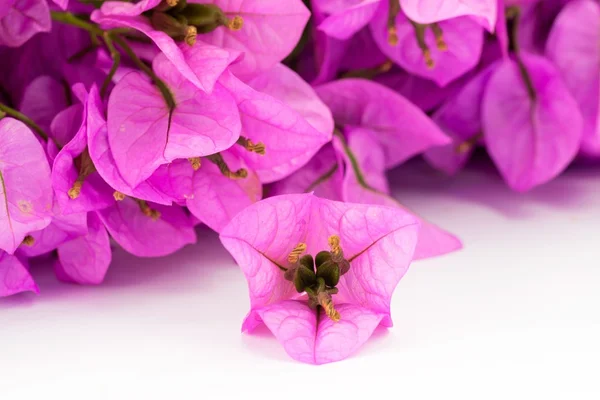 Flowering bouganville — Stock Photo, Image