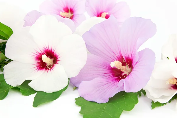 Hibiscus white and violet, blossom — Stock Photo, Image