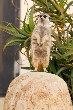 Suricato, suricata, suricatta