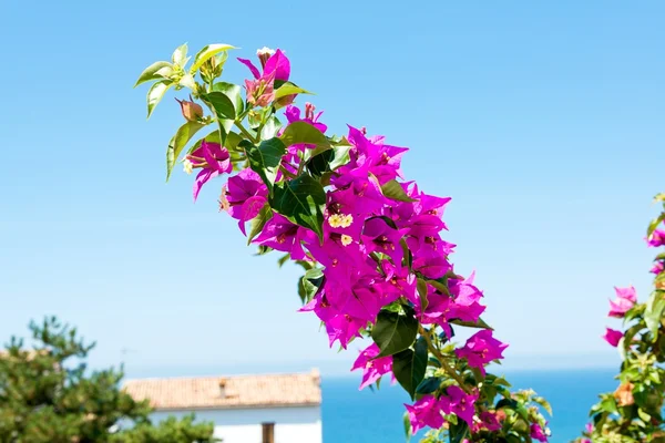 stock image Flowering bouganville