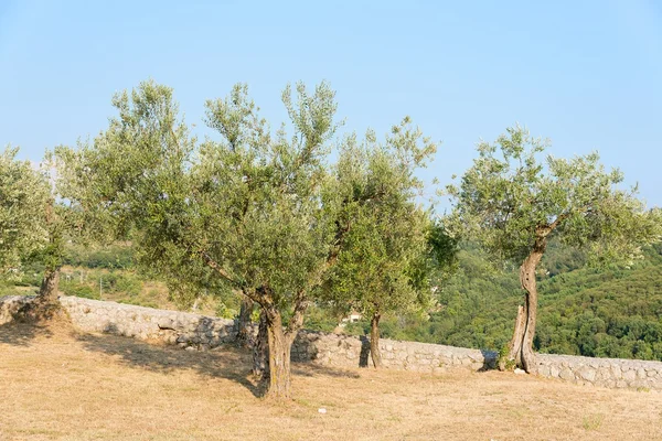 stock image Olive trees