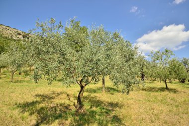 Olive trees clipart