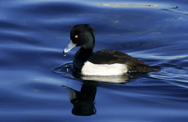 stock image Little duck and reflection