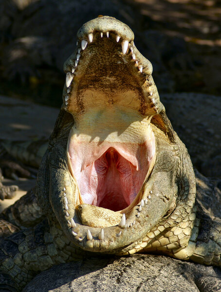 Скажите: "_FITTED"