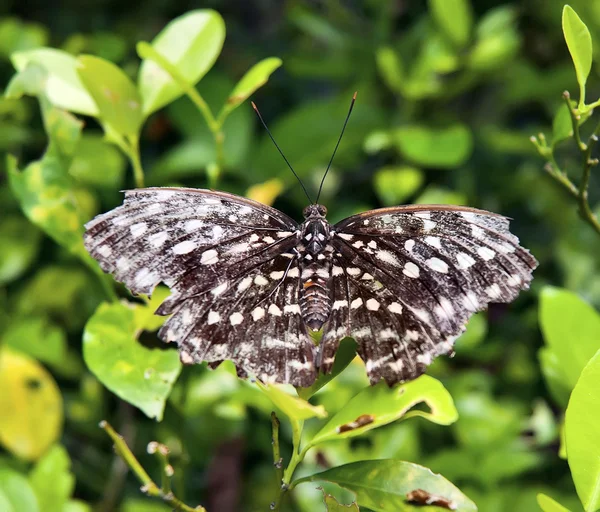 stock image Blue tiger