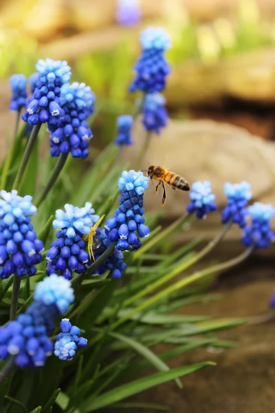 stock image Flower and Bee