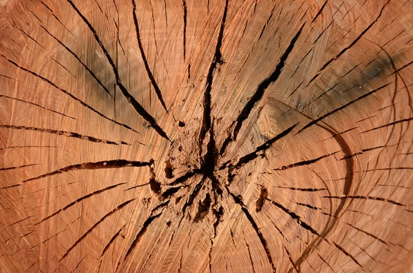 stock image Wooden log