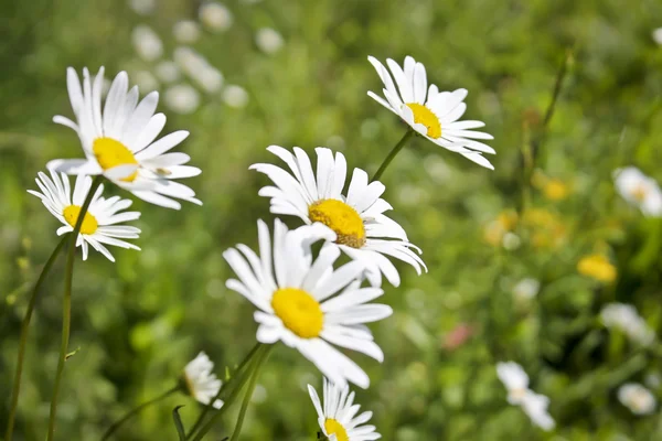 stock image Daisy flowers