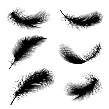 A set of feathers clipart