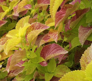 coleus arkaplanı